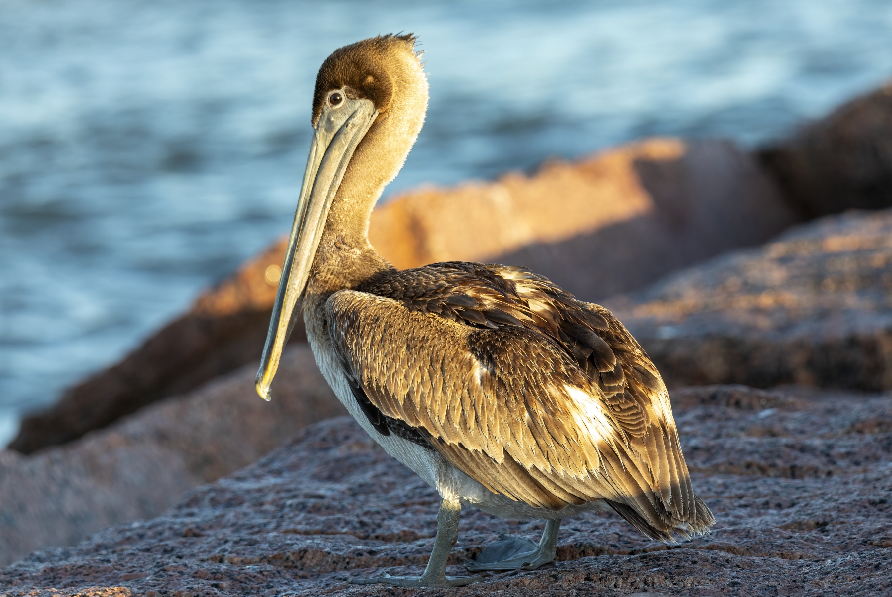 /gallery/north_america/USA/Texas/port aransas/Brown Pelican 2023-003_med.jpg